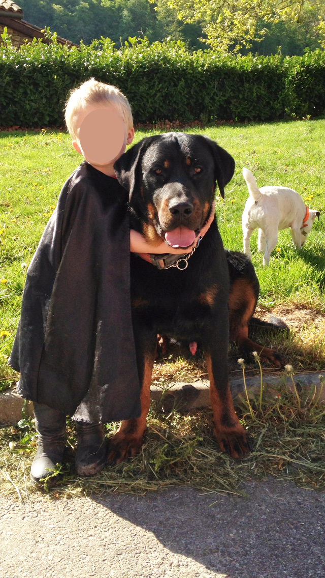 domainedelalicorne.fr Elevage de beauceron chiot beauceron pure race élevage du clos de la licorne elevage des gardiens de la licorne elevage beauceron noir et feu authentique gros gabarits élevage de Beauceron familial sérieux et qualité domainedelalicorne.fr suivi des chiots conseil d’éducation chiot propre bas rouge santé caractère spécialiste du beauceron noir et feu ou arlequin chien rustique berger de France  nos chiots sont élevés avec amour et attention notre passion au service de la qualité Beauceron de qualité et sportif domaine de la licorne 04380 BARRAS élevage en liberté éleveur berger de beauce élevage de beauceron de travail 
